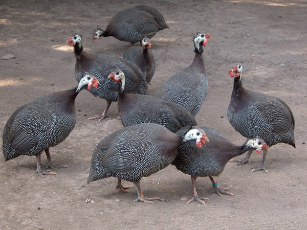 GuineaFowls.jpg