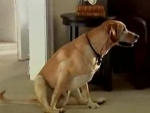 dog_ass_drag.jpg