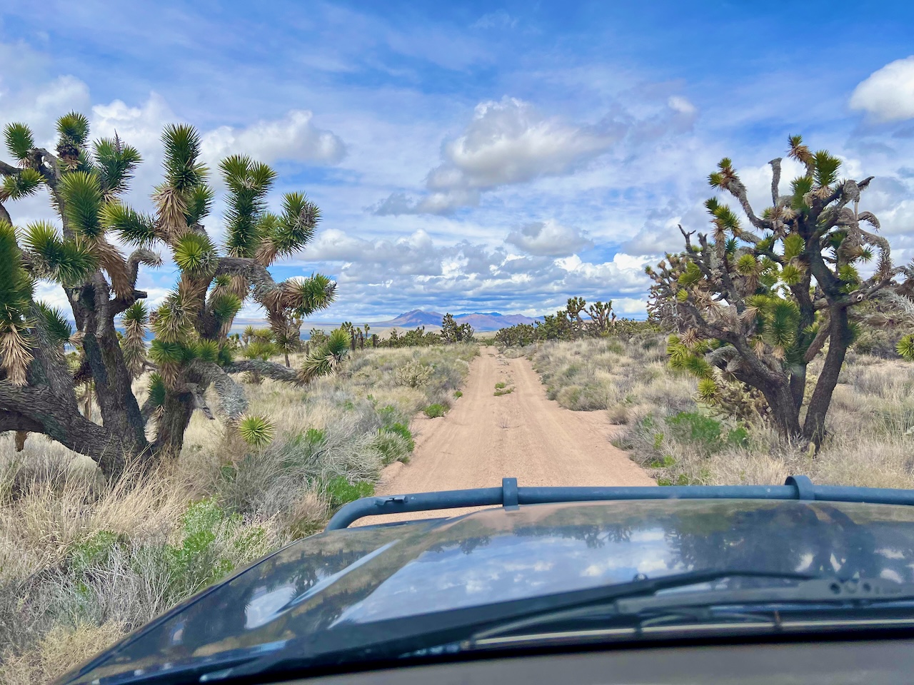 mojavedv1.jpeg