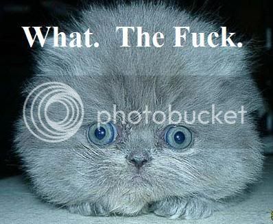 cat_wtf.jpg