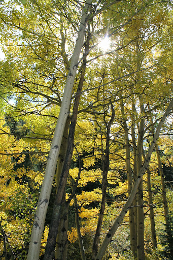 leaves3.JPG
