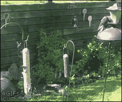 tumblr_nl2rmngqLO1tlb56zo1_250.gif