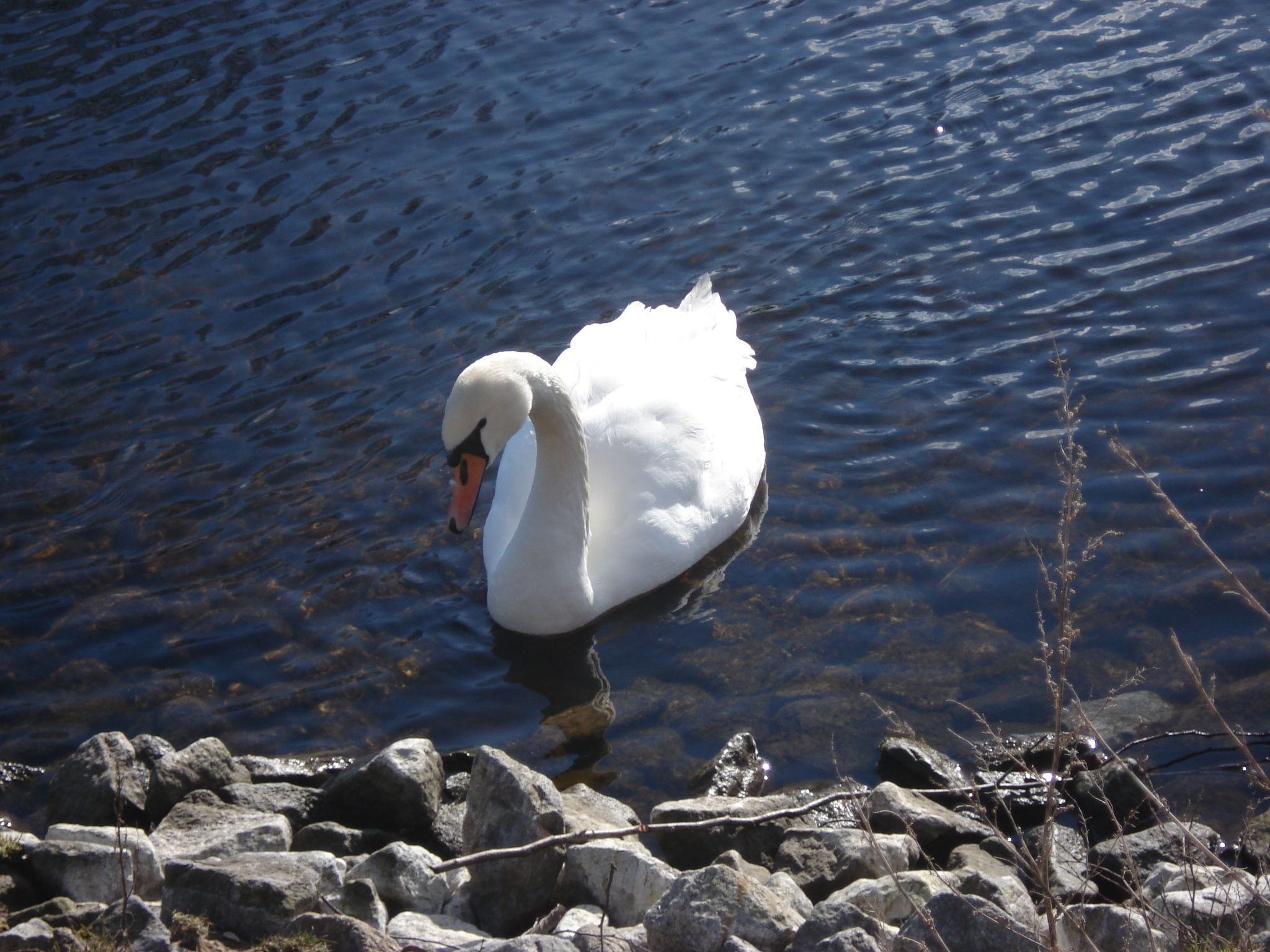 dsc017048uqs2.jpg