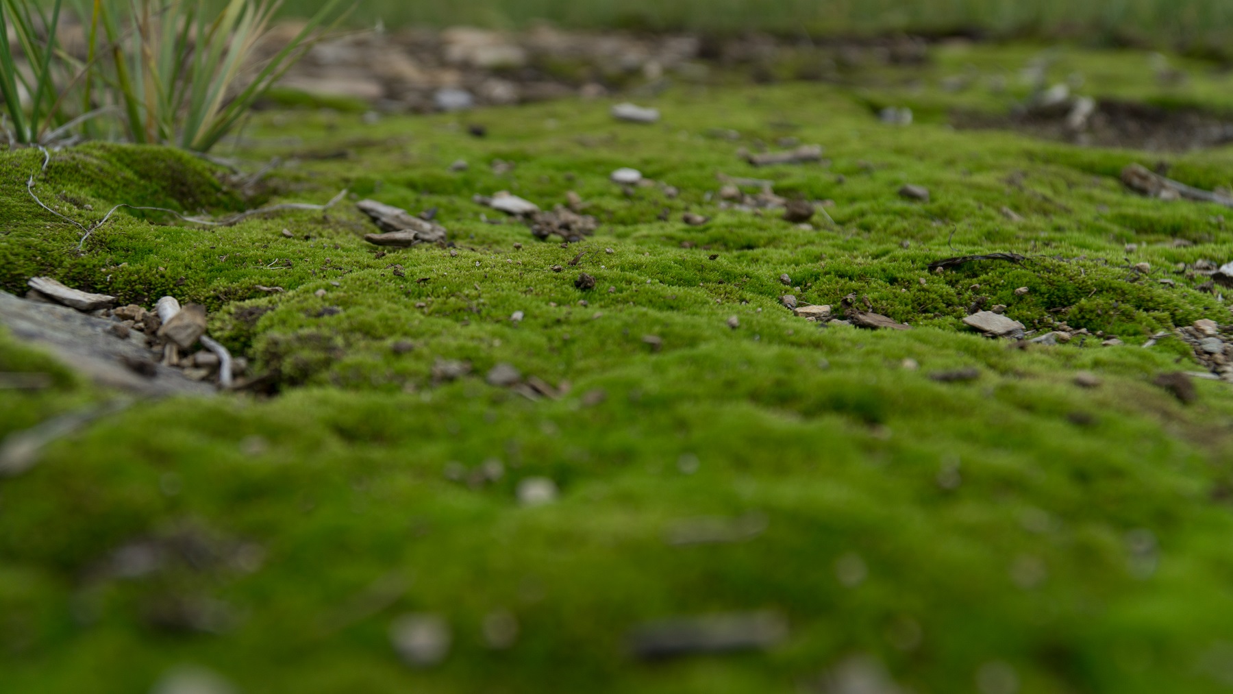 DSC01109.jpg