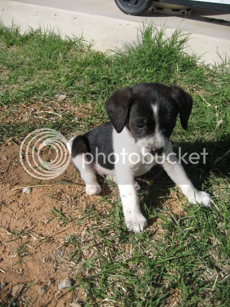 VolleyballandPuppies046.jpg