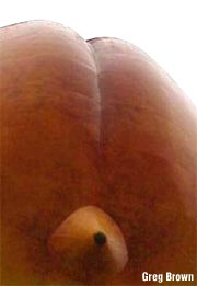 SCGAFbutt_brown.jpg