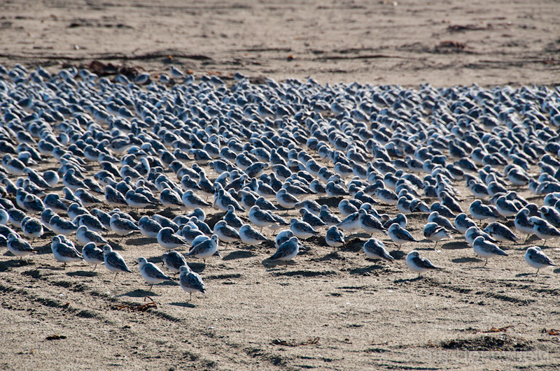 DSC4139-L.jpg