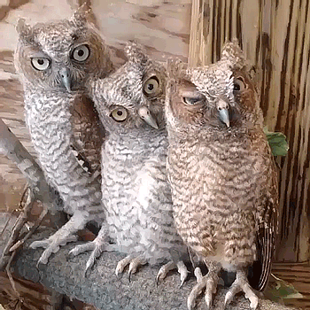 tumblr_n8gpb90Gqx1s9rrcgo1_400.gif