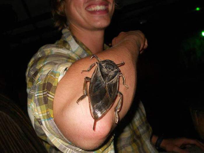 Giant-Water-Bug-min.jpg