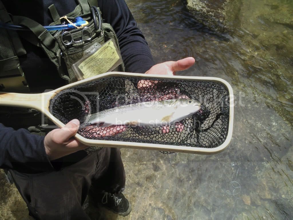 chewiefish1.jpg