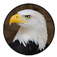 eaglecarsnw.com