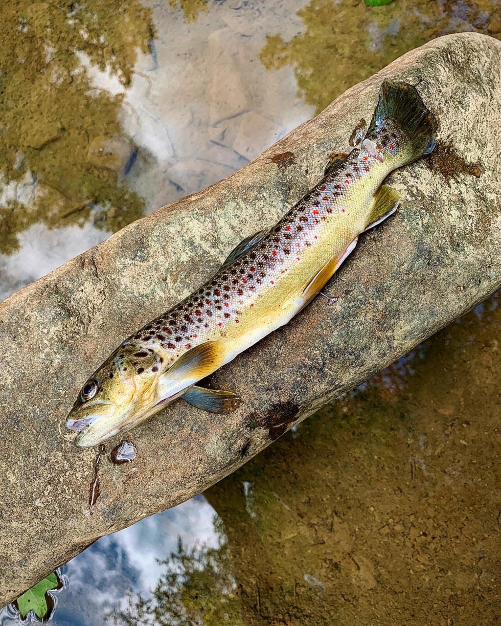 unnamed (6) - Copy.jpg