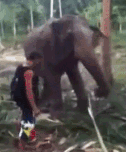 bVENQD8.gif