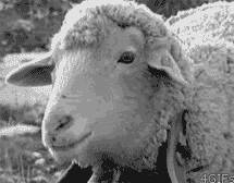 sheeple.gif
