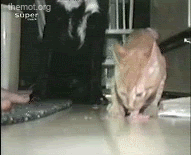 gfto.gif