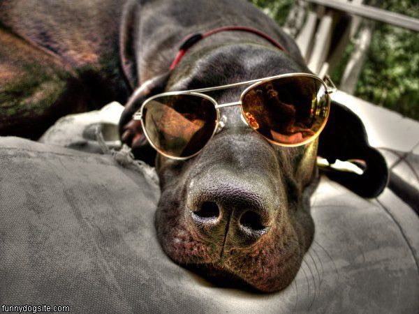 Very_Cool_Dog_Glasses.jpg