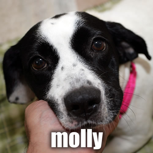 molly.jpg