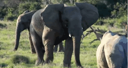 SmYhv6i.gif