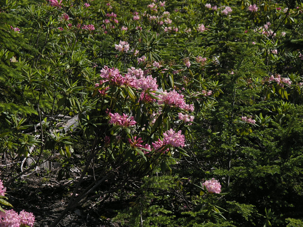 3688984232_546b503789_b.jpg