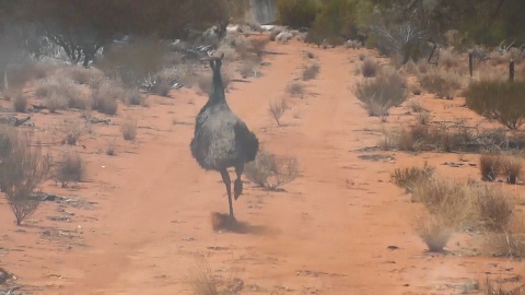 emu.jpg