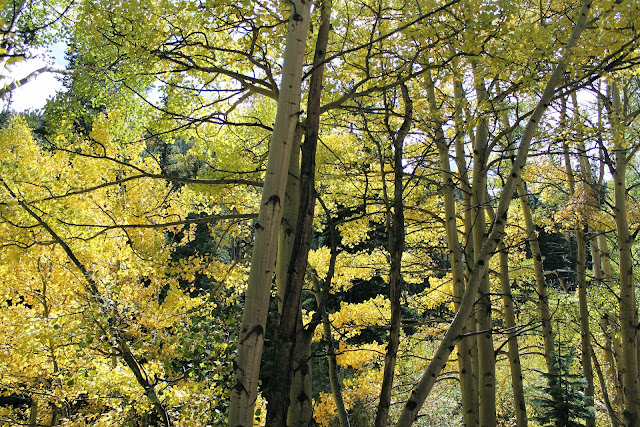 leaves4.JPG