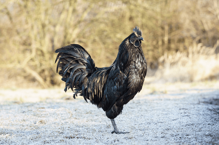 Ayam-Cemani.png