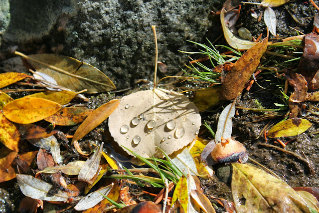 leaves9.JPG