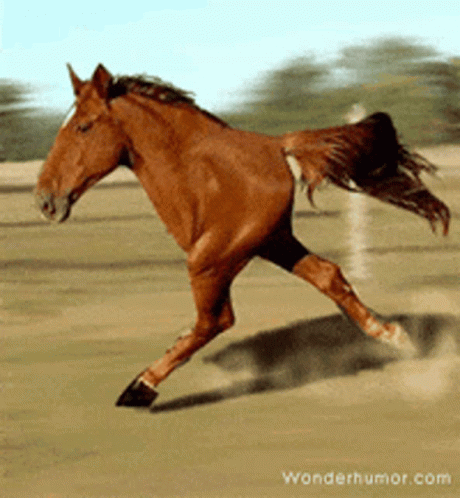 funny-run.gif
