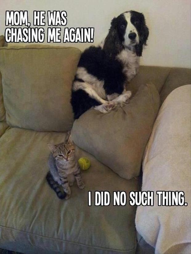 cat-chasing-dog-funny-pictures.jpg