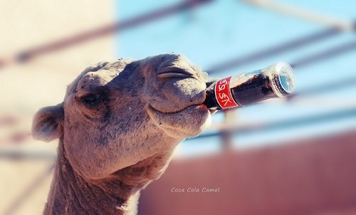 camel-coca-cola.jpg