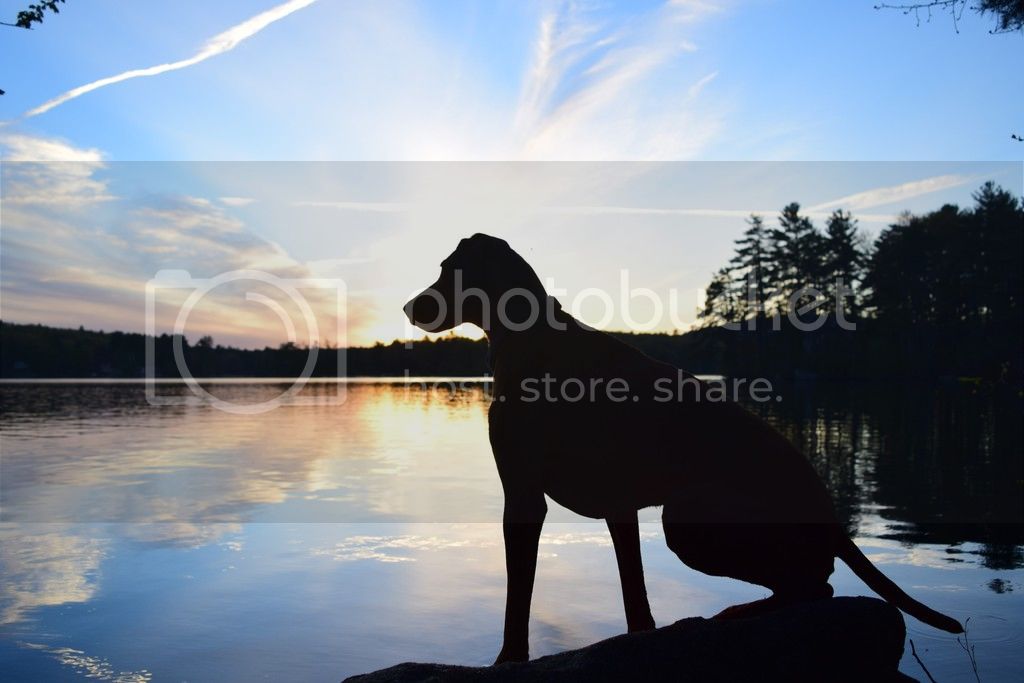 DSC_0253_zpsvqcjikek.jpg