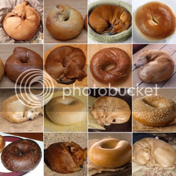 puppy_or_bagel_zps6txzfv5h.jpg