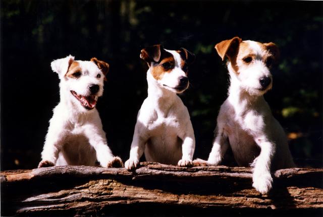 JackRussell.jpg