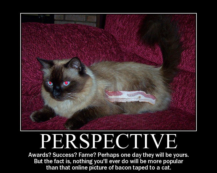perspectivecatbig.jpg