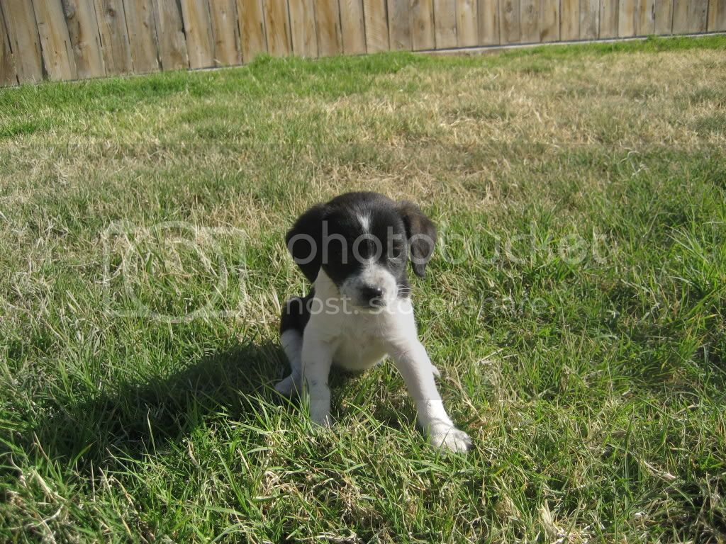 VolleyballandPuppies041.jpg