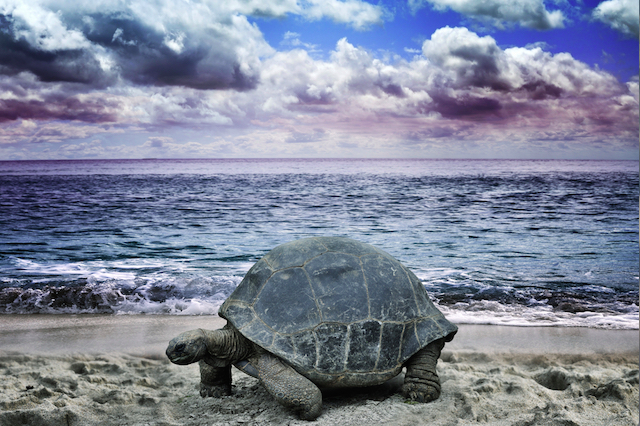 Slow-Tortoise.png