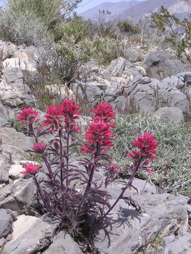 FireWeed.jpg