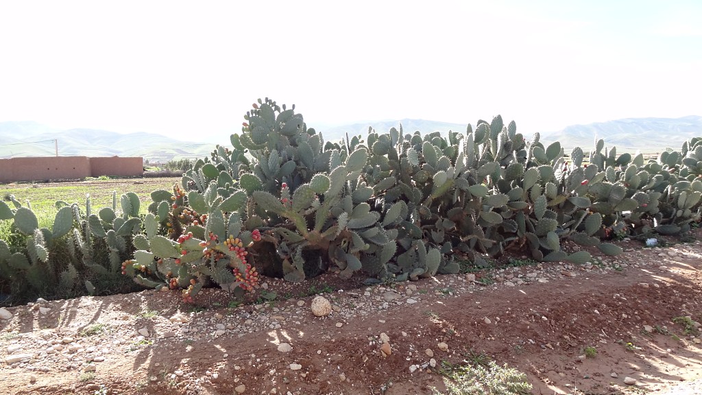 DSC01482.JPG