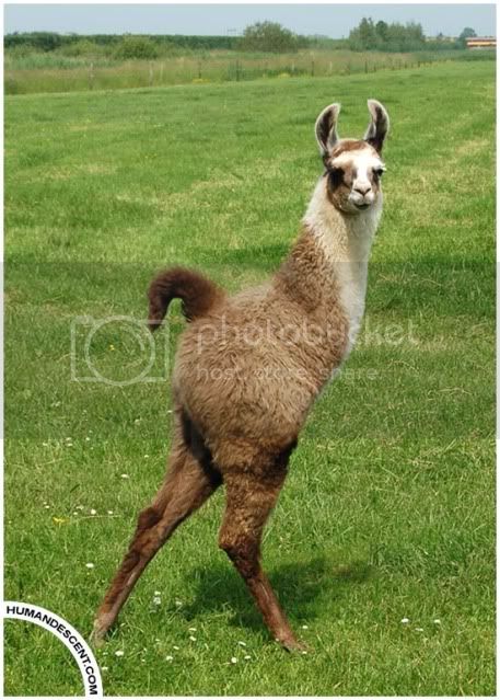 Leo_the_two_legged_Llama_by_HumanDescent.jpg
