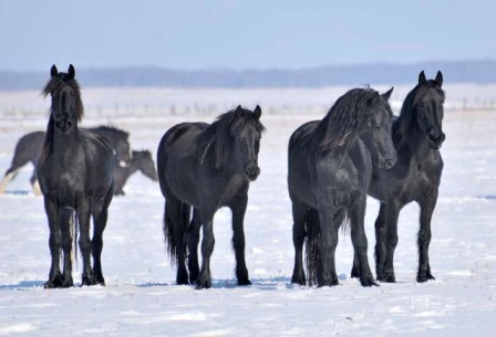 friesian_herd_judy.jpg