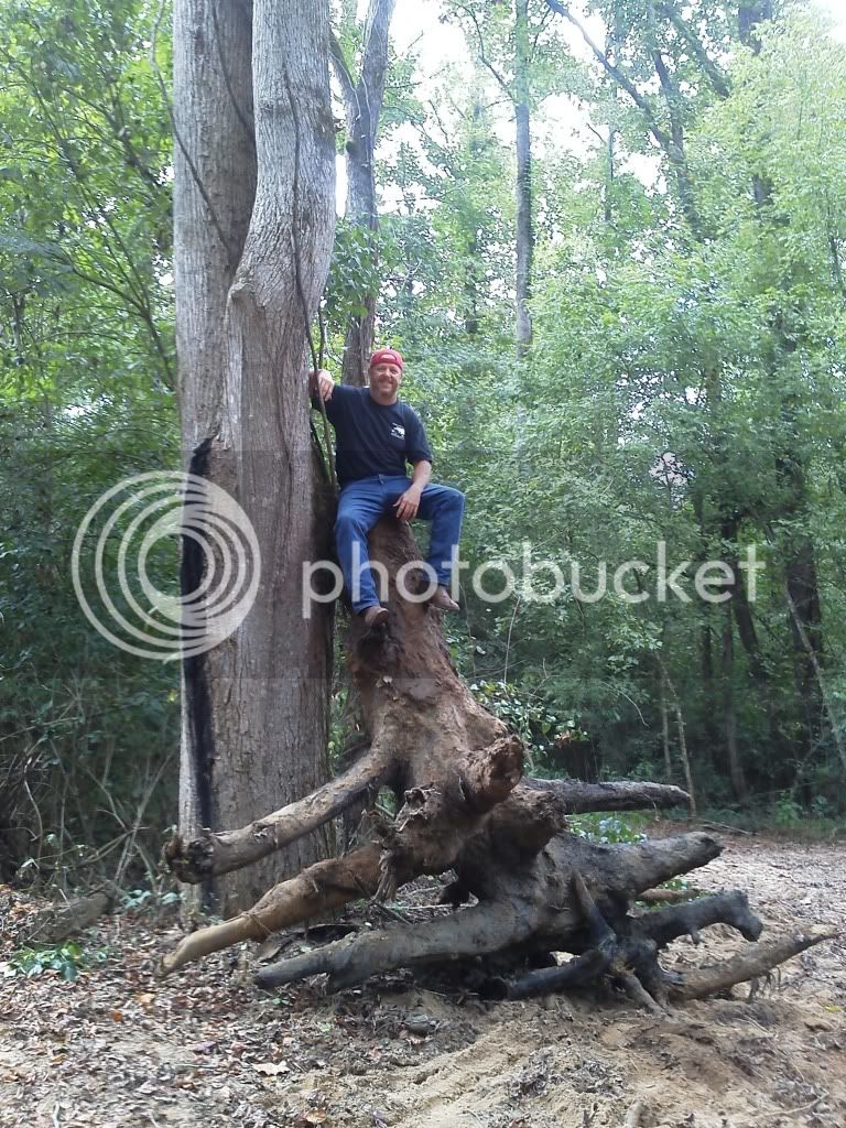 stump.jpg
