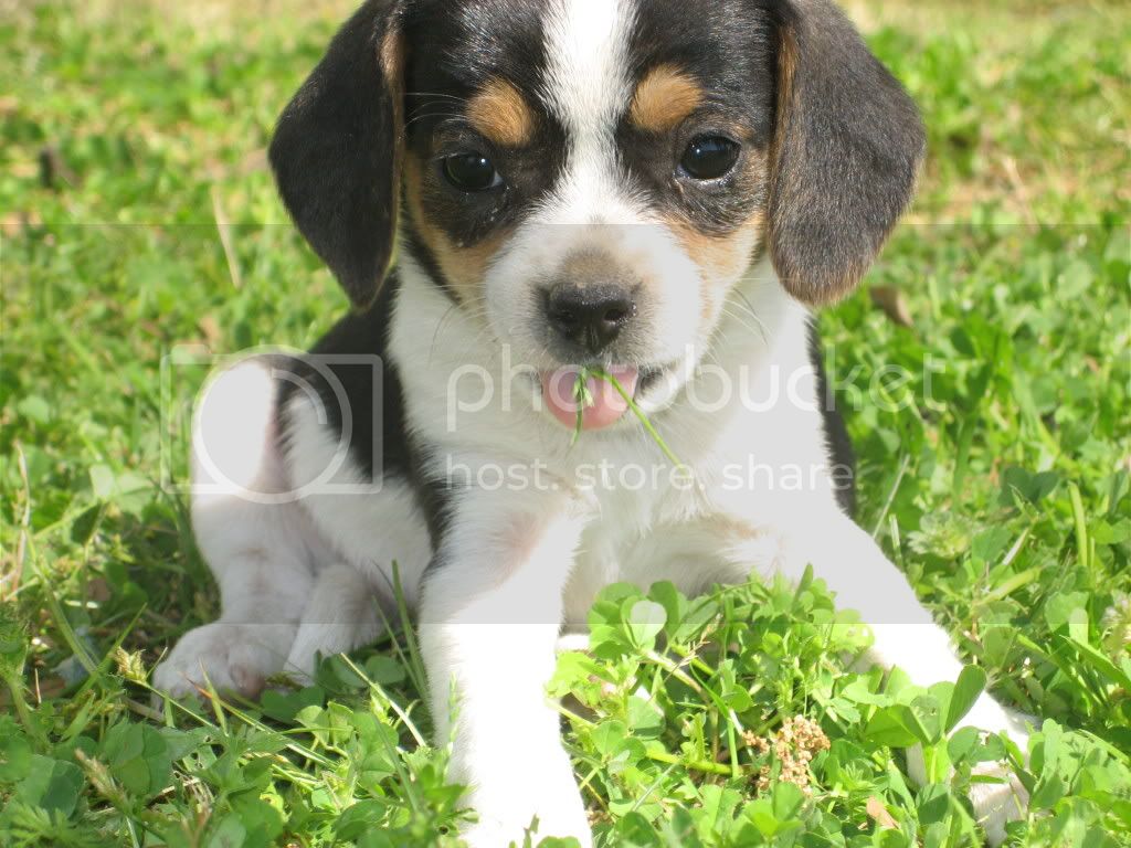 VolleyballandPuppies039.jpg
