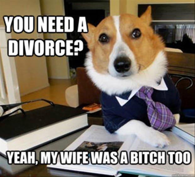 divorce-dog-meme.jpg