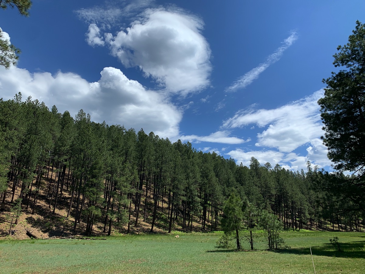 418meadow.jpg