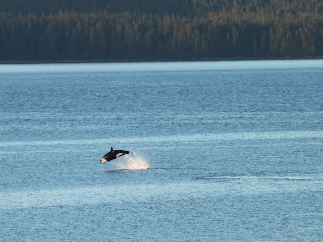 IMG_0724_ZOOM.jpg