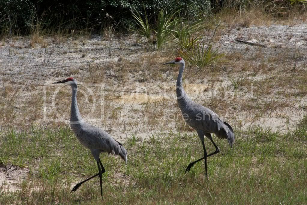 IMG_4802.jpg