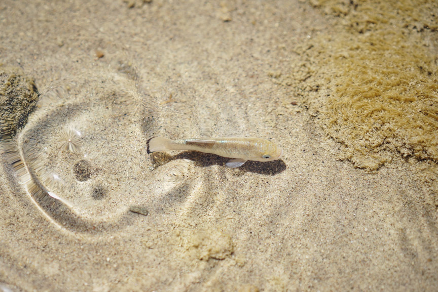 8-SaltCreek-Pupfish.jpg