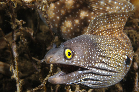 Moray+eel2.jpg