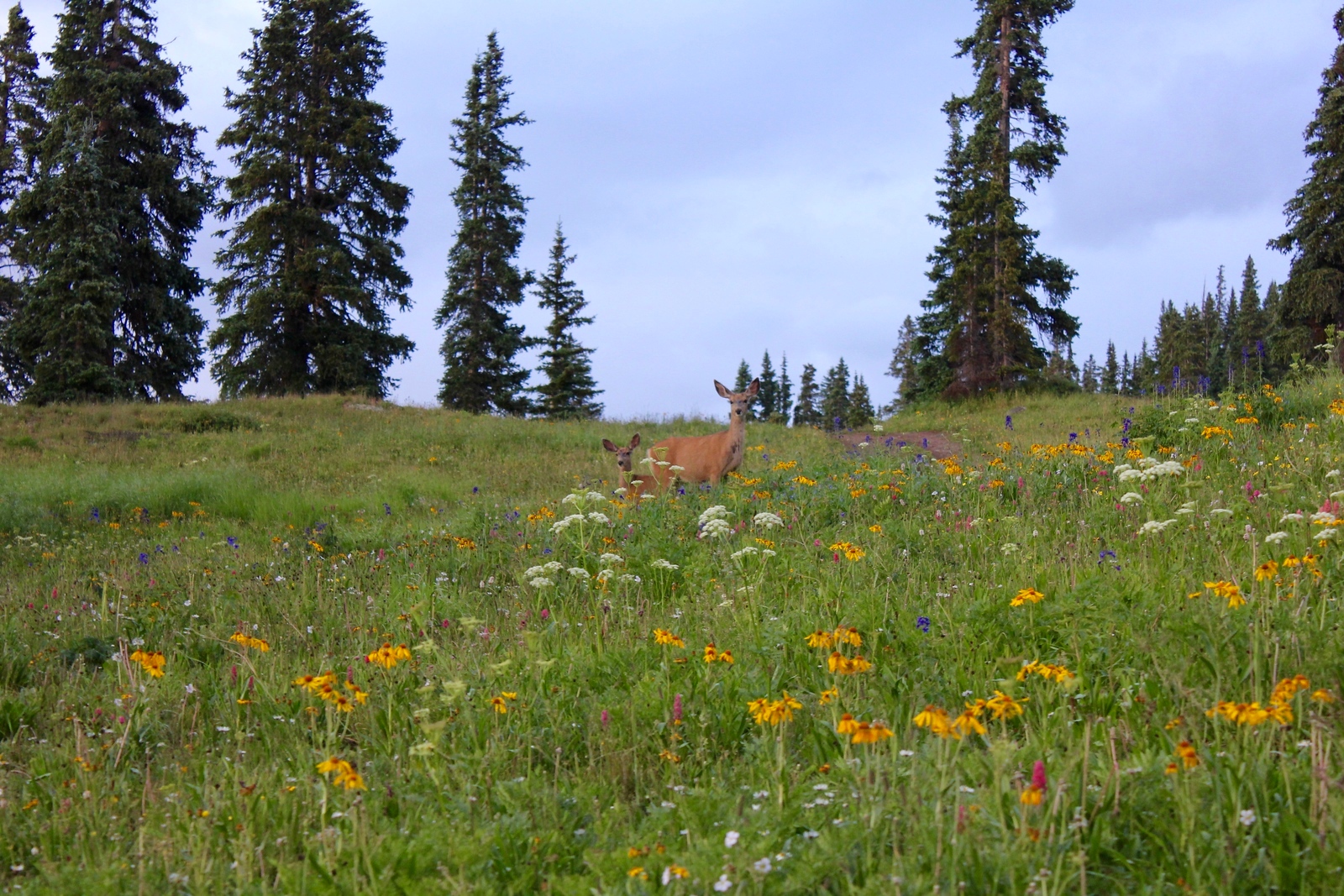 IMG_7569-X3.jpg