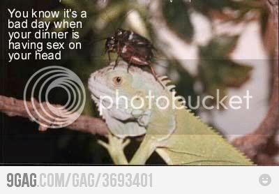 9gag_3693401.jpg